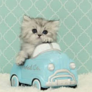 Meet your Posher, Fiona